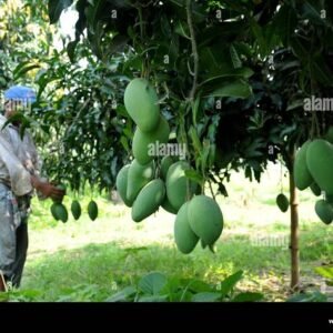 krishijaat mango 1kg